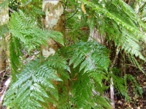 El helecho encontrado en el Parque Nacional Caguanes está en peligro de extinción. 