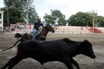 El espectáculo de rodeo atrae la atención de muchos espirituanos.