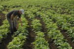 La entrega de los insumos para respaldar las cosechas es uno de los tópicos más recurrentes de las asambleas.