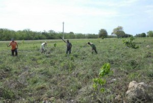 Alrededor de 20 hombres de la Empresa Forestal Integral de Trinidad laboran permanentemente en la plantación de especies endémicas.