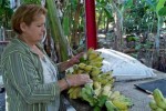 La agricultura de traspatio aporta sus producciones hacia los Consejos Populares.