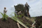 La siembra del 2013 cubre alrededor del 25 por ciento de las áreas vacías.