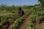 Los documentos permitan a las Cooperativas del sector agrícola mejorar el control y empleo de sus recursos.