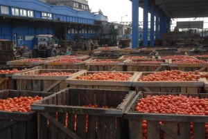Entre los renglones que sustituyen importaciones, solo se cumple con la producción de tomate.