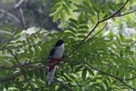 La protección de la biodiversidad constituye un pilar básico en el trabajo de los ambientalistas espirituanos. 