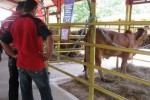 El Parque de Feria Delio Luna Echemendía acoge a los mejores animales de la raza cebú.