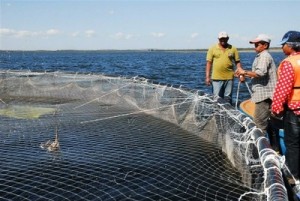 Este año las jaulas circulares de la presa Zaza aportarán unas 80 toneladas de tilapias. 