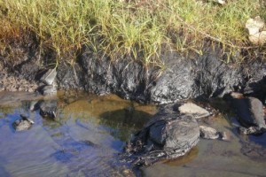 A una semana del suceso aún pueden constatarse los daños al ecosistema aguas bajo de la industria.