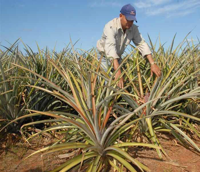 Cuba paso a paso