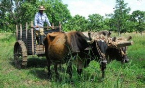 El sector campesino y cooperativo constituye el principal eslabón de producción de alimentos en Sancti Spíritus. 