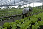 El cultivo semiprotegido regula los efectos de la lluvia, la radiación solar y la temperatura.