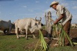 Más de la mitad de las cerca de cien mil hectáreas entregadas se han dedicado al desarrollo ganadero.