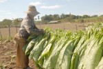 La cosecha se distingue por la calidad de la hoja.