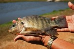 La tilapia Gift, genéticamente mejorada, se reproduce en la Estación de Alevinaje dirigida al cultivo intensivo.