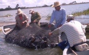 Pescadores de la granja Níspero durante la cosecha de tilapias en las jaulas de ceba.