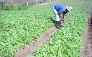 La disponibilidad de posturas garantiza el comienzo temprano de la plantación.