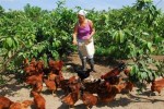 Miles de mujeres rurales, de una forma u otra trabajan la tierra y aprovechan los espacios en parcelas familiares y fincas.