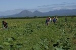 Aporte productivo y compromiso social constituyen razones para reconocer a la juventud campesina de Sancti Spíritus.  