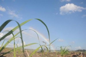 Durante la jornada de este 30 de diciembre se puso en marcha seis sistemas de riego por aspersión en la Cooperativa de Producción Agropecuaria (CPA) Boris Luis Santa Coloma.