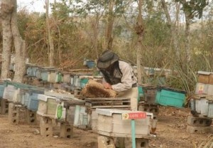 Sancti Spíritus figura entre las provincias más productoras de miel.