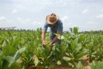 La entrega de tierras en usufructo ha contribuido a elevar producciones fundamentales en la provincia. 