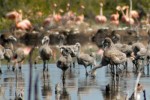 Los humedales espirituanos se caracterizan por su diversidad biológica. 