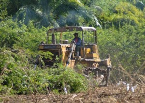 En el Valle de los Ingenios se han desbrozado de marabú y otras malezas más de 1 400 hectáreas.