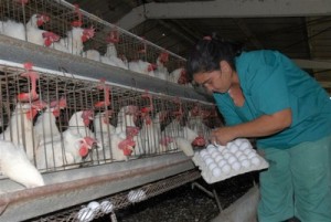 Los exámenes a las aves se realizan dos veces al año.