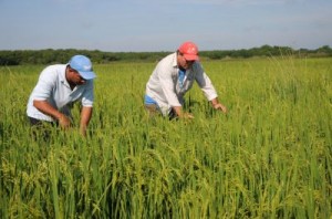 En La Sierpe se concentra la mayor parte de la producción del cereal.