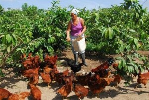 Más 2 000 han sido beneficiadas con la entrega de tierras en usufructo.