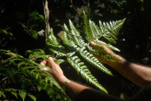 En Cuba se reportaba la presencia de la Maxonia apiifolia exclusivamente en la zona de Santo Tomás, en la Ciénaga de Zapata.