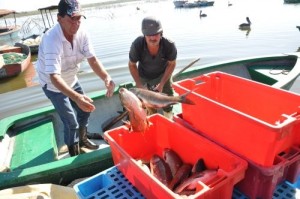 Luego de una dura faena nocturna, los pescadores regresan a entregar las capturas.