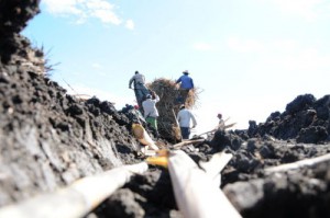 Entre noviembre y abril, los azucareros espirituanos han plantado más de1 100 hectáreas de caña. 