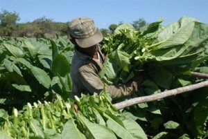 La cosecha obliga a optimizar todas las posibilidades de recolección de la hoja.