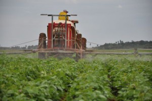 La producción de frijoles será uno de los proyectos potenciados.