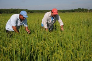 La cooperativa Hirán Rojas superó los 200 000 quintales de arroz el año precedente.