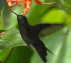 Esta avecilla, que mide apenas siete centímetros, constituye el pájaro más pequeño del mundo. 