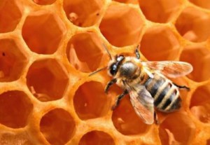 El Viprol se elabora a base de propóleos recolectados de las abejas.