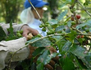 La estrategia varietal busca el predominio del arábico.