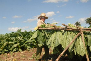 Los resultados en la producción tabacalera son favorables.