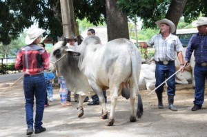 Ejemplares de cebú blanco estuvieron entre los premiados.