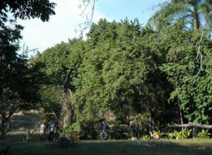 El Jardín Botánico pudiera convertirse en un espacio distintivo y único de la geografía espirituana.