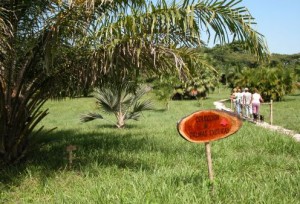 Los recorridos por las áreas del jardín muestran gran acogida.