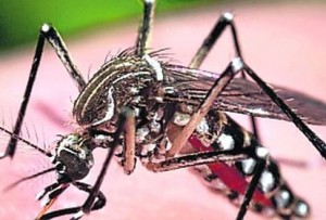 Los que lo trasmiten son el aedes aegypti y el aedes algopictus.