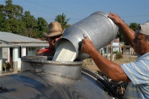 Sancti Spíritus muestra desde el pasado año un ascenso en las entregas de leche.