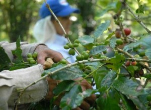 En la serranía hay carencia de brazos para atender el cultivo.