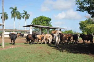 En el municipio espirituano de La Sierpe ya cuentan con mayor cantidad de animales en fase de ceba.