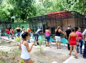 Miles de visitantes acuden anualmente al zoológico.