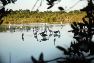 La fauna privilegiada de Caguanes muestra su recuperación. 