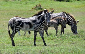 Especies donadas por Namibia a Cuba, en el Parque Zoológico Nacional de Cuba. FOTO/Marcelino VAZQUEZ 